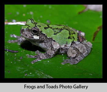 Frog and Toad Images
