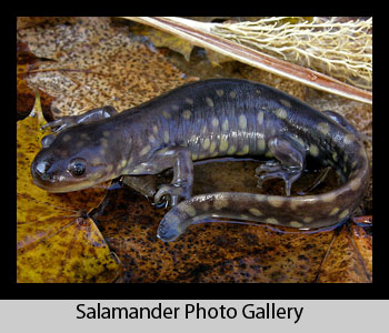 Salamander Images