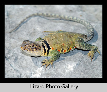Lizard Images