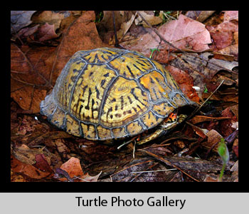 Turtle Images